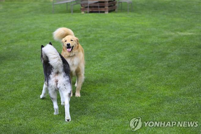 반려견 [연합뉴스 자료사진]