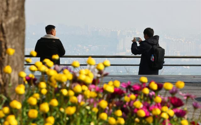 7일 오전 서울 남산공원 화단의 봄꽃 뒤로 미세먼지가 가득하다. 연합뉴스