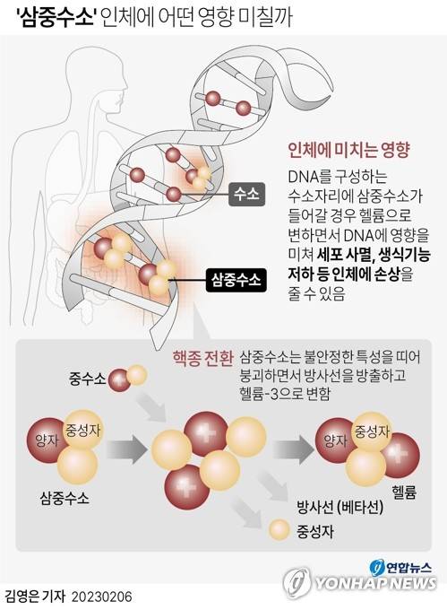 [그래픽] '삼중수소' 인체에 어떤 영향 미칠까 (서울=연합뉴스) 김영은 기자 = 일본 정부는 지난달 13일 열린 관계 각료회의에서 오염수 방류 개시 시점에 대해 '올해 봄부터 여름쯤'이 될 것으로 예상된다고 밝혔다.
    일본 정부는 오염수를 다핵종(多核種)제거설비(ALPS)로 정화 처리해 대부분의 방사성 물질을 제거해 거른 뒤 방류할 계획이라고 밝혀왔다.
    ALPS로 정화 처리하면 세슘을 비롯한 방사성 물질 62종을 제거할 수 있으나 삼중수소(트리튬)는 걸러지지 않는다. 미량이기는 하지만 탄소14 등의 핵종도 ALPS로 처리한 물에 남는다.
    0eun@yna.co.kr
    트위터 @yonhap_graphics  페이스북 tuney.kr/LeYN1