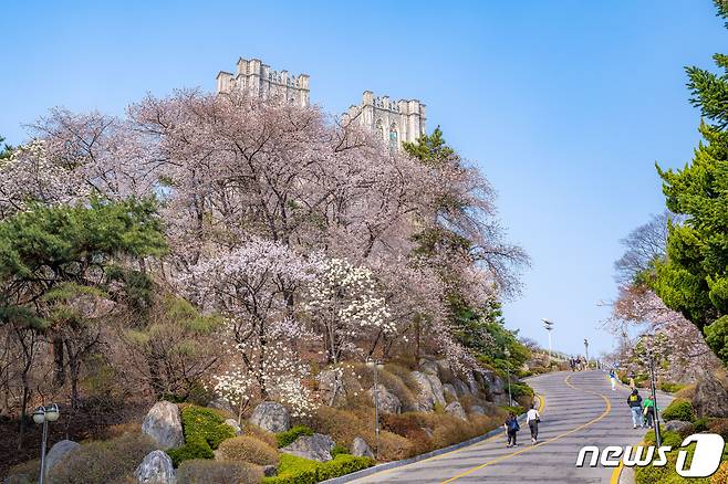 경희대학교 평화의전당 가는 길 벚꽃(이하 서울관광재단 제공)