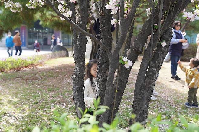 7일 서울 영등포구 여의도 국회 본청 뒤편에 봄꽃이 만발했다. 아이들이 카메라를 보더니 수줍게 포즈를 취했다. 사진=박문수 기자