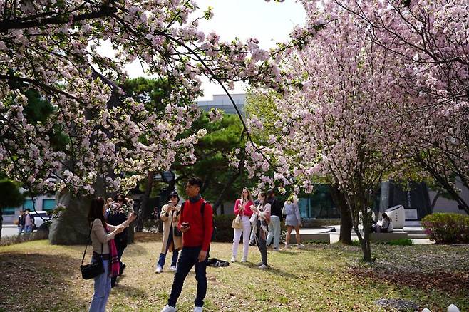 7일 서울 영등포구 여의도 국회 본청 뒤편에 봄꽃이 만발했다. 나들이 온 외국인들이 사진을 찍고 있다. 사진=박문수 기자