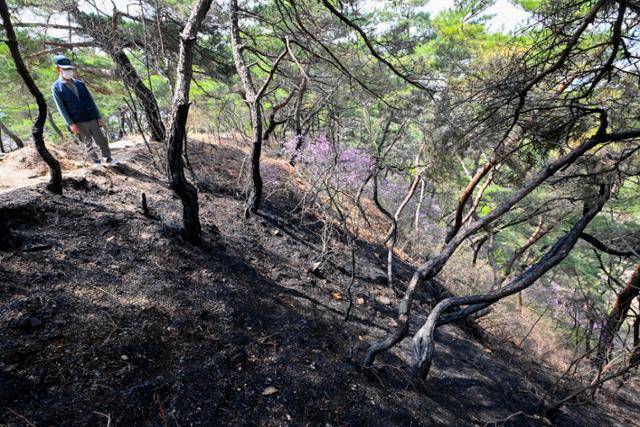 7일 서울 인왕산 개미마을~기차바위 찾은 등산로를 지나던 시민이 산불 피해 흔적을 바라보고 있다.