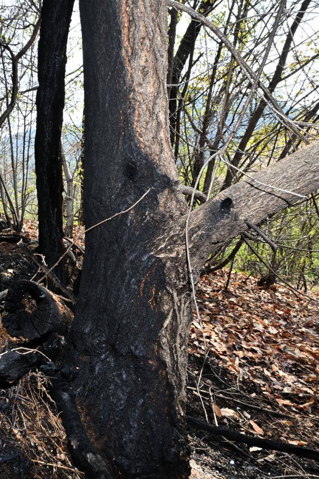 7일 서울 인왕산에서 산불 피해를 입은 나무가 서 있다. 이 나무는 일부만 불에 탔지만 자연 회복을 기대하기는 어렵다.