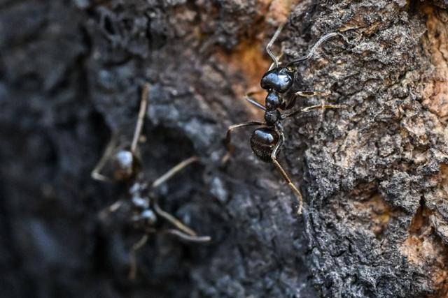 7일 서울 인왕산 개미마을~기차바위 부근에서 개미들이 산불로 그을린 나무 위를 기어 다니고 있다.