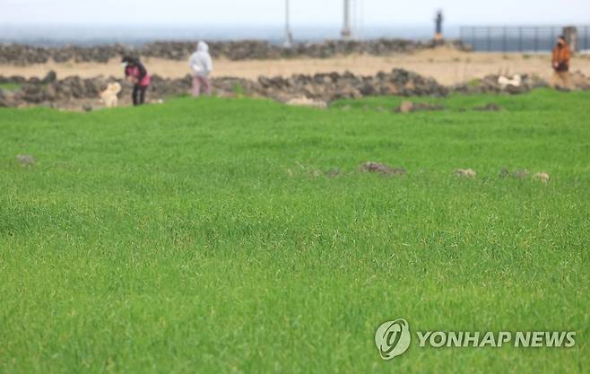 제주 청보리밭 산책 [연합뉴스 자료사진]