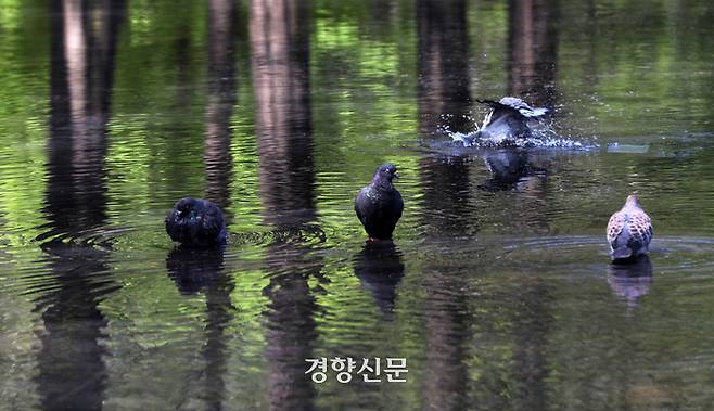 서울숲 물가에서 9일 비둘기들이 목욕하고 있다. 김창길기자