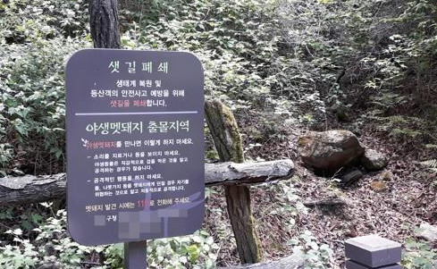 야생 멧돼지 출몰 지역 경고 팻말. 위 사진은 해당 기사 내용과 관련 없음. [사진 = 연합뉴스]