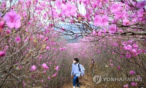 2021년 밀양 종남산 진달래 [연합뉴스 자료 사진]