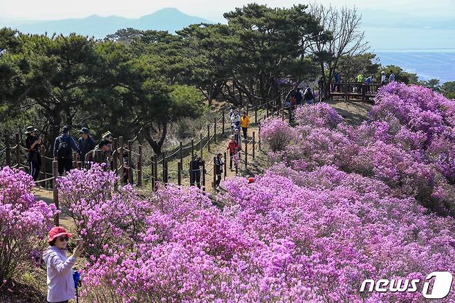 주말인 9일 인천 강화군 고려산 진달래 군락지 찾은 등산객들이 만개한 진달래를 보며 봄기운을 만끽하고 있다. 2023.4.9/뉴스1 ⓒ News1 김도우 기자