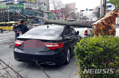 [목포=뉴시스]신대희 기자 = 전남 목포에 강풍주의보가 내려진 지난 2018년 4월10일 오후 목포시 하당동 모 은행 사거리 인도쪽 가로수가 넘어져 있다. 2018.04.10. (사진 = 독자 제공)  photo@newsis.com