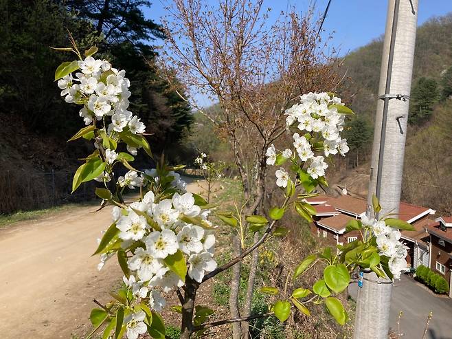 강촌 문배마을 문배나무꽃 개화. [ 강원도산림과학연구원 제공·재판매 및 DB 금지]