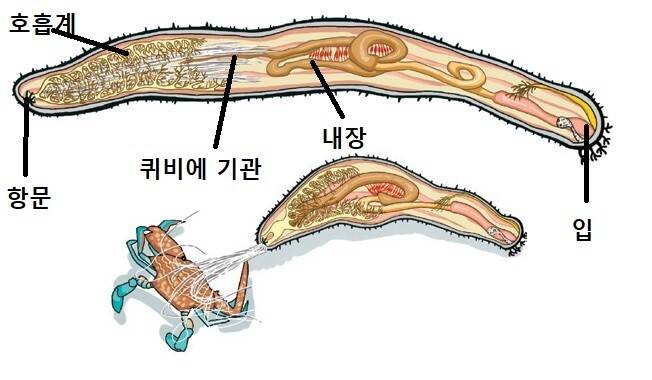 내장을 거미줄처럼 쏟아내 포식자 내쫓는 해삼의 비밀