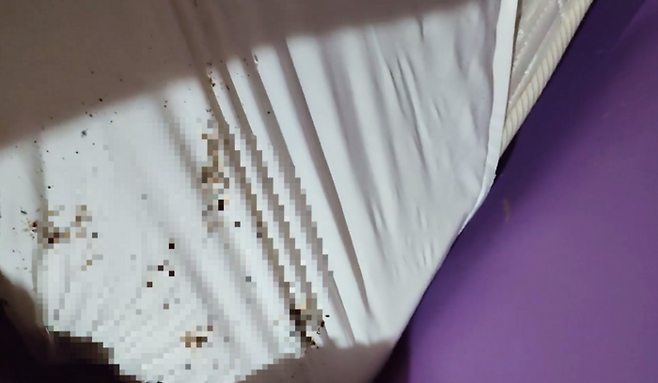 온라인 커뮤니티 ‘보배드림’에 올라온 모텔 침구 속 벌레들. [사진 출처 = 보배드림 갈무리]