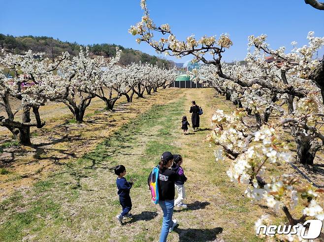 충북 영동군 영동읍 매천리 과일나라테마공원 안에 심겨진 배나무가 하얀 배꽃을 활짝 피워냈다. (영동군 제공)