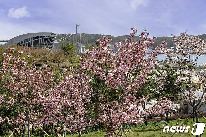 울산 남구 장생포 고래문화마을에 활짝 핀 겹벚꽃. (울산 남구청 제공)