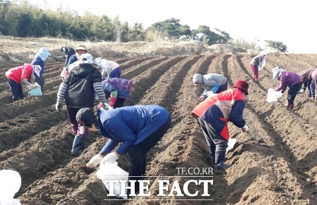 전북 익산시가 농가와 외국인 근로자를 위한 체계적인 지원으로 안정적으로 농업 인력을 확보하고 일손 부족 문제를 해소해나갈 방침이다. / 더팩트DB