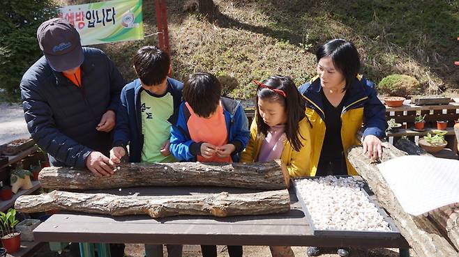 국립검마산자연휴양림에서 표고목에 종균 접종 체험을 하고 있다. (사진=국립검마산자연휴양림 제공) *재판매 및 DB 금지