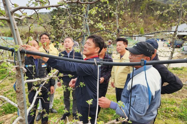 윤경희 경북 청송군수가 저온피해가 우려되는 과수원을 찾아 현장을 살펴보고 있다. 사진제공ㅣ청송군