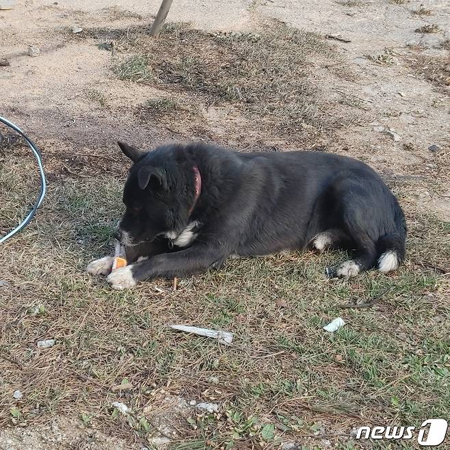 강원 강릉 산불 피해 현장에서 발견된 강아지.(동물자유연대 제공) 2023.4.13/뉴스1