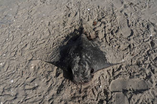 브라질 리우데자네이루 과나바라만 해변에서 발견된 가오리 사체./로이터 연합뉴스