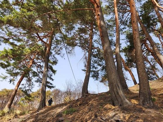 지난 12일 오전 강원 강릉시 저동 소나무 숲이 산불에 그을린 모습. 박진호 기자
