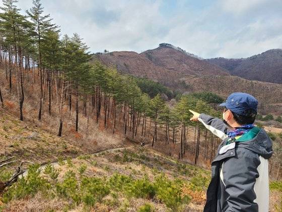 지난해 3월 강원 삼척시 도계읍 점리의 해발고도 800m 한 야산. 2017년 5월 발생한 산불로 큰 나무들이 모두 잘려나간 가운데 수백 그루의 나무가 살아남아 울창한 숲을 유지하고 있는 모습. 박진호 기자