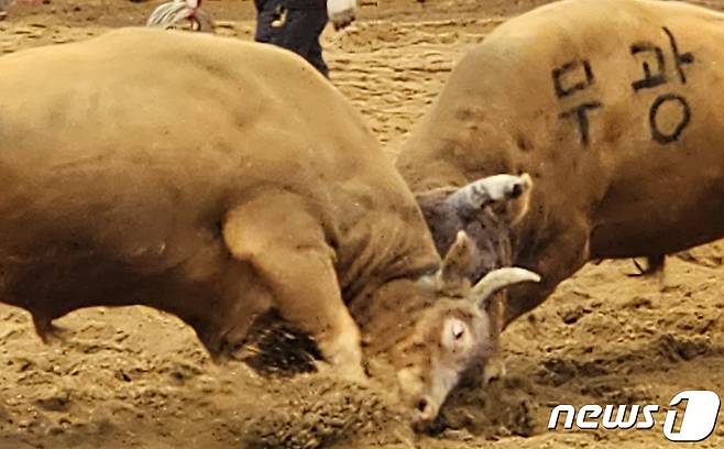 14일 청도소싸움경기장에서 개막된 청도소싸움축제 소태백 결승전에서 맞붙은 소들이 치열한 싸움을 벌이고 있다. 청도소싸움축제는 오는 16일까지 계속된다. 2023.4.14/뉴스1 ⓒ News1 정우용 기자