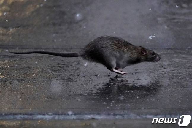 미국 뉴욕시가 쥐 퇴치를 담당하는 최초의 '쥐 퇴치 총책'(rat czar)을 임명하면서 '쥐 와의 전쟁'에 나섰다. 사진은 뉴욕 맨해튼 인도를 누비는 쥐. /사진=로이터=뉴스1
