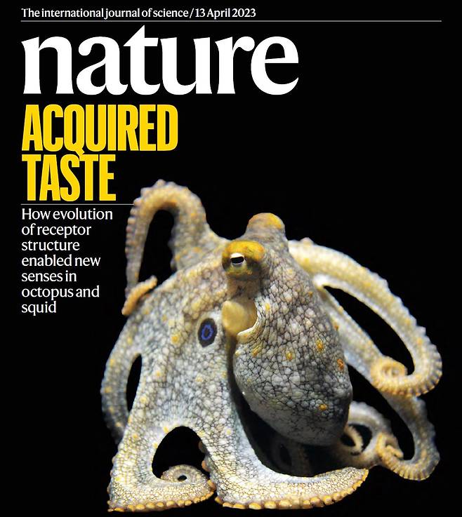 문어 사진이 실린 2023년 4월 13일자 네이처 표지. 문어가 팔에 달린 빨판으로 먹잇감을 건드려 맛을 본다는 연구 결과가 실렸다./Nature