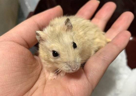 경기도 의왕시 포일동에 사는 오모씨가 과천 드워프햄스터 집단 유기 사건에서 입양한 반려 햄스터 ‘만복이’. 사진 오씨