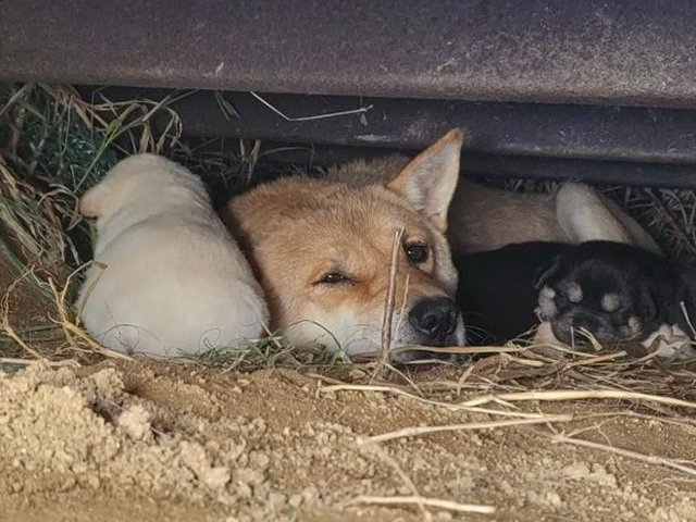 엄마개 진순이가 충남 천인시 한 공사장 컨테이너 밑에서 새끼를 낳고 돌보다 카라에 의해 구조됐다. 동물권행동 카라 제공