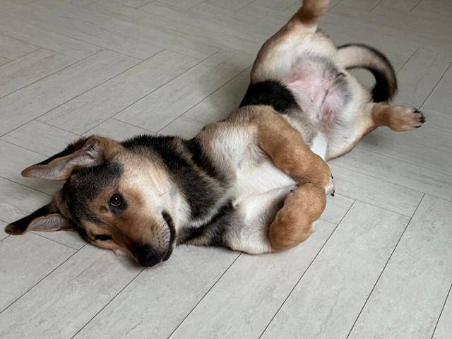 몽지는 3남매 중 덩치가 큰 편이지만 애교도 가장 많다. 동물권행동 카라 제공