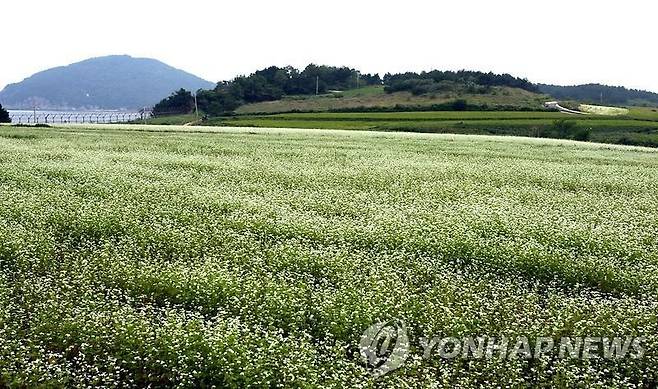 백령도 메밀꽃 [인천시 옹진군 제공. 재판매 및 DB 금지]