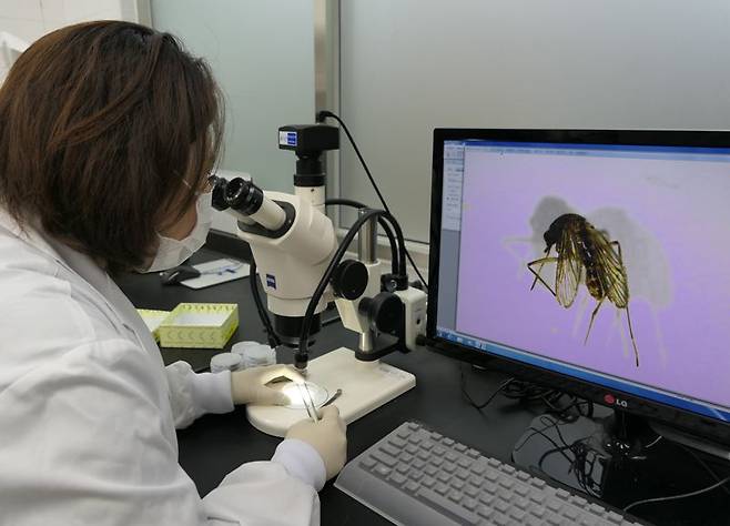 전남도보건환경연구원은 지난 12일 완도에서 일본뇌염을 매개하는 '작은빨간집모기'가 올 들어 전남에서 처음 확인돼 기피제 사용 등 예방수칙을 준수해야 한다고 17일 밝혔다. 사진은 일본뇌염 매기모기 조사 모습. 사진=전남도보건환경연구원 제공