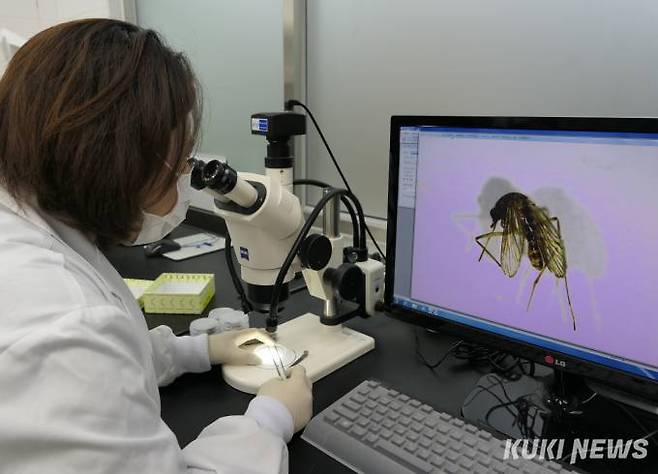 지난 12일 완도에서 일본뇌염을 매개하는 ‘작은빨간집모기’가 올들어 전남에서 처음 확인됨에 따라 기피제 사용 등 예방수칙 준수를 당부했다. 사진=전남도