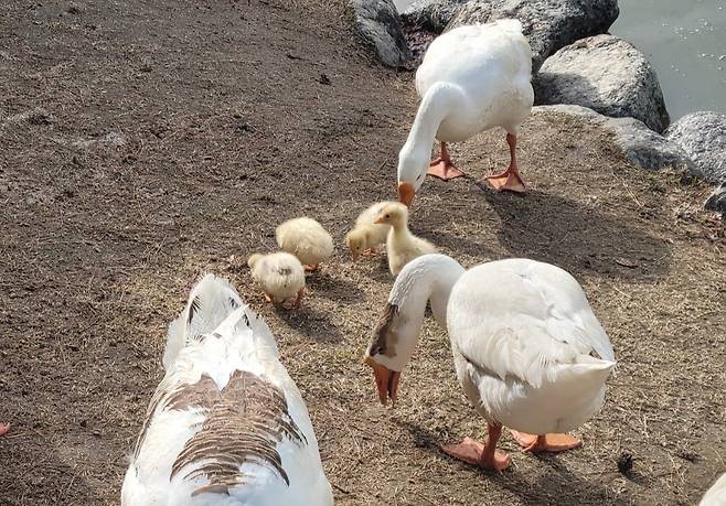 카이스트 상징인 ‘거위 새끼’가 실종됐다.