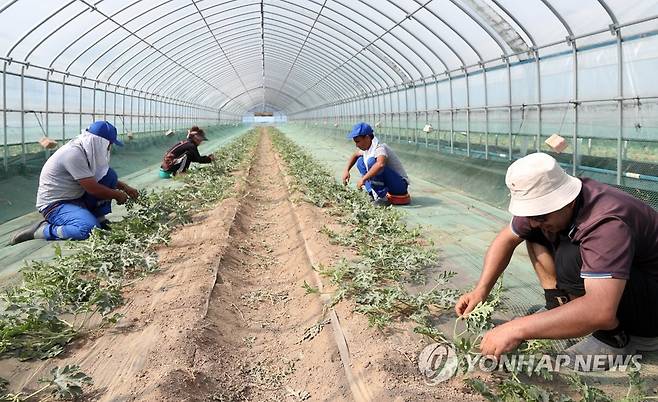 영농철 일손 돕는 계절근로자들 [연합뉴스 자료사진]