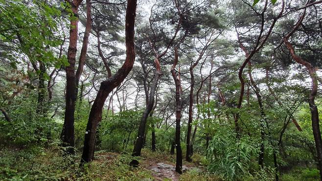 서울 남산 소나무림. 사진=산림청 제공.