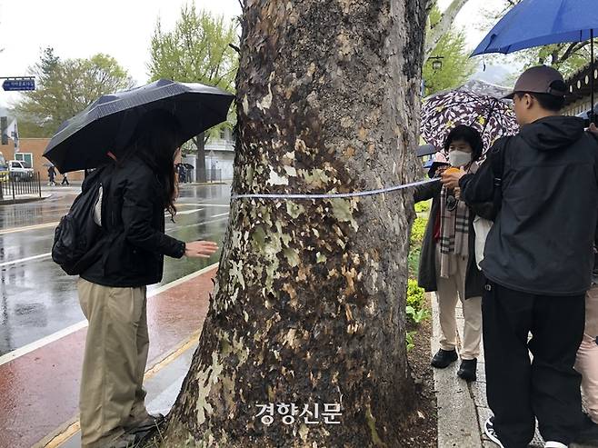 지난 15일 서울 종로구 효자로에서 가로수 시민조사단이 가로수의 둘레를 측정하고 있다. 김송이 기자