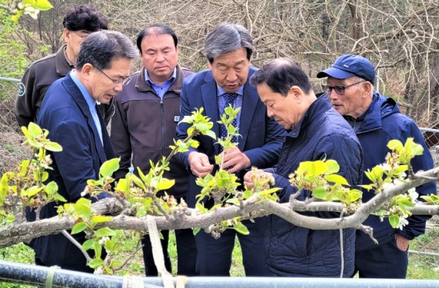 ▲경북 군위군에 지난 8일과 9일 밤 기온이 영하로 떨어지며 이상고온으로 일찍 개화한 과수들의 냉해가 발생하며 김진열 군수(왼쪽 첫 번째)가 지난 17일 피해를 입은 산성면 소재 황금배 농가를 찾아 피해현황을 확인하고 농업인을 위로했다.ⓒ군위군