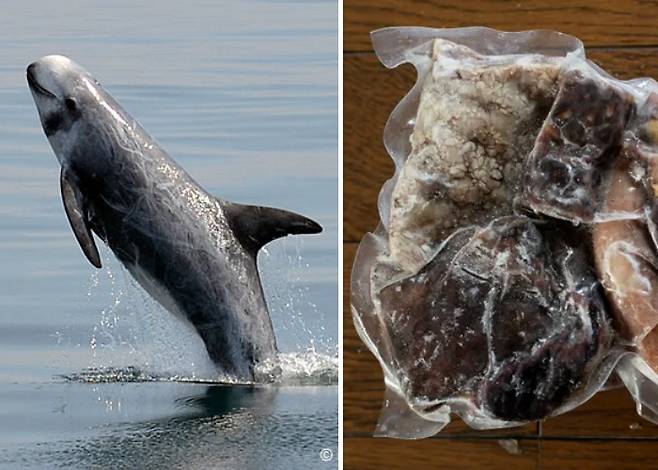 왼쪽은 큰코돌고래 자료사진, 오른쪽은 일본에서 시판 중인 돌고래 고기