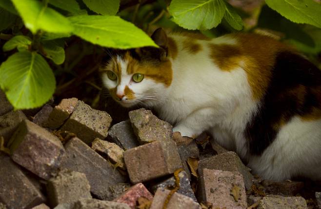 위 사진은 아래 기사와 직접적인 관련 없음. 스마트이미지 제공