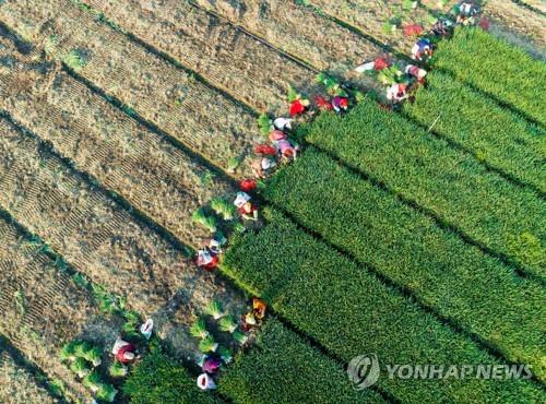 지난 9일 장쑤성에서 쪽파 수확하는 농민들 [AFP=연합뉴스 자료 사진]