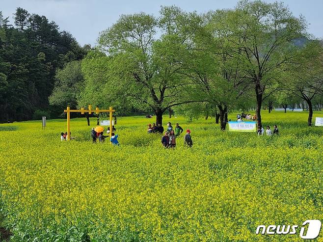 충북 옥천군 동이면 금강변에 조성한 유채꽃단지 전경. (옥천군 제공)