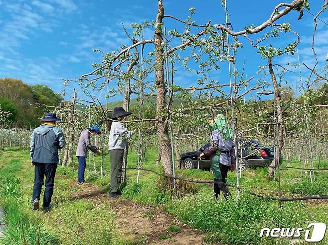 20일 충북도청 인사혁신과 직원들이 보은군 소재 사과밭에서 사과꽃 솎기작업을 하고 있다. (충북도 제공)