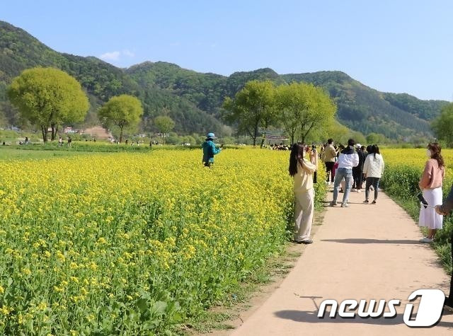 충북 옥천군 동이면 일대 금강변에 조성한 유채꽃단지를 찾은 상춘객들이 추억쌓기에 한창이다. (옥천군 제공)