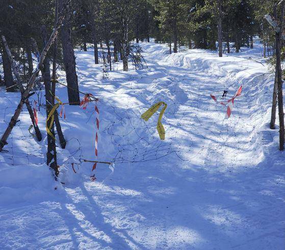 지난달 26일 스웨덴 키루나에 있는 사미족 이동 경로 중 한 곳에 그물망이 쳐 있다. 사미족은 스웨덴 정부가 공인한 소수민족으로 순록과 함께 유목 생활을 한다. 키루나(스웨덴)=신은별 특파원