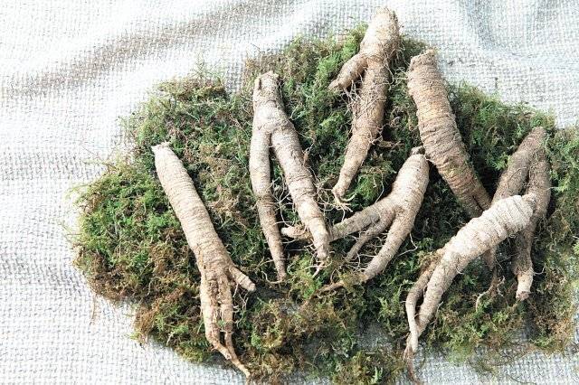 더덕의 껍질을 벗기고 소금물에 잠깐 담갔다 꺼내면 쓴맛은 줄이고 사포닌 성분을 보호할 수 있다. [사진=게티이미지코리아]