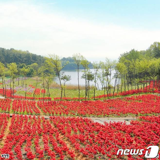 전북 익산시의 대표 힐링공간인 신흥근린공원에 붉은 철쭉이 만개해 있다. (익산시 제공)2023.4.23./뉴스1)